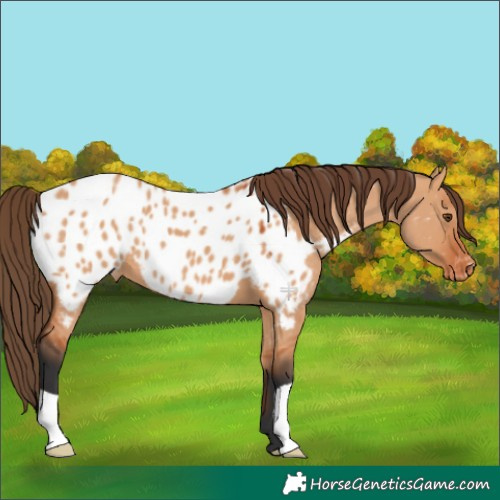 Horse Color:Bay Dun Appaloosa 