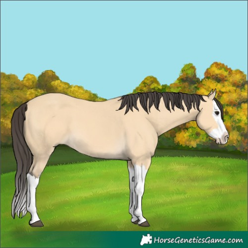 Horse Color:Buckskin Splash