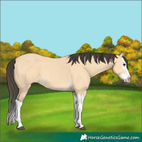 Horse Color:Buckskin Splash