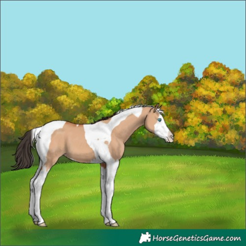Horse Color:Bay Dun Splash Tobiano
