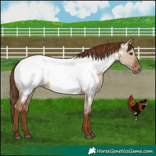 Horse Color:Red Dun Appaloosa
