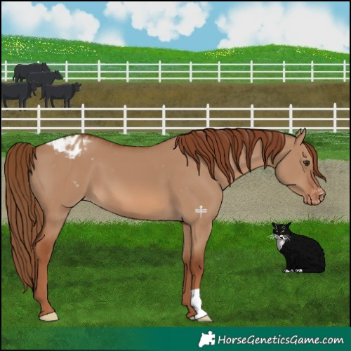 Horse Color:Red Dun Varnish