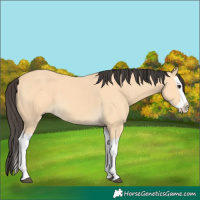 Horse Color:Buckskin Splash