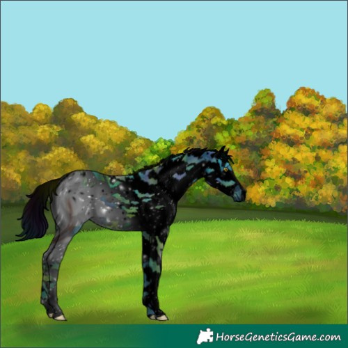 Horse Color:ERROR: UNKNOWN ANOMALY