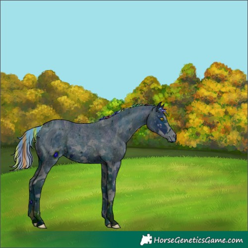 Horse Color:ERROR: UNKNOWN ANOMALY