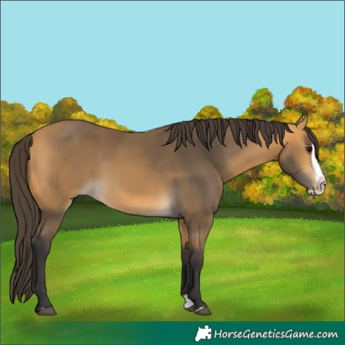 Horse Color:Buckskin Splash
