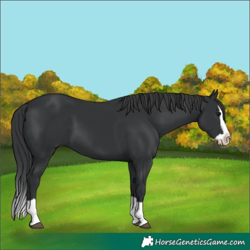 Horse Color:Black Splash