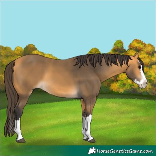 Horse Color:Buckskin Splash