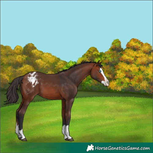 Horse Color:Bay Splash Varnish