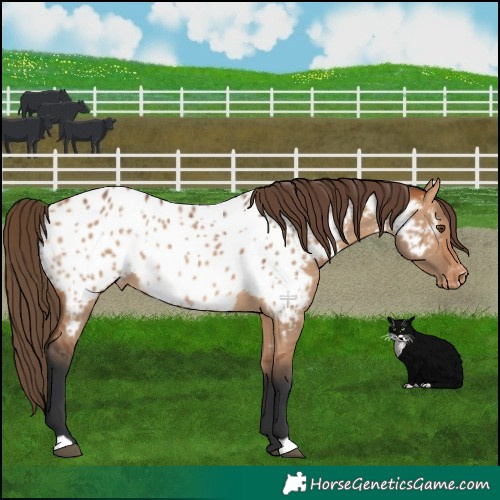 Horse Color:Bay Dun Appaloosa