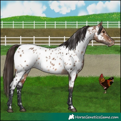 Horse Color:White Spotted Bay Dun Near Leopard 