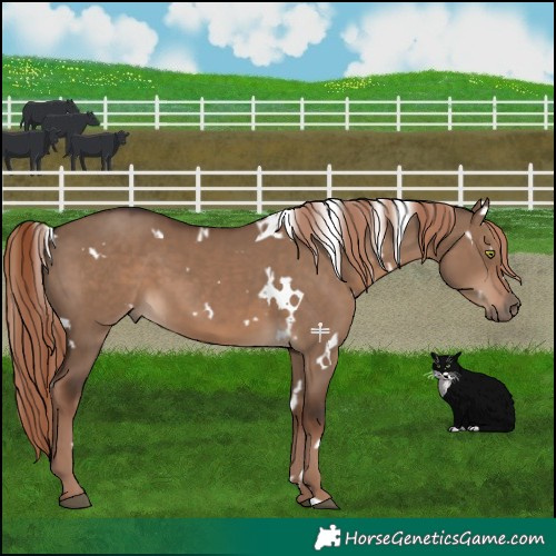 Horse Color:White Spotted Liver Red Dun