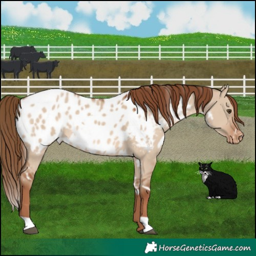 Horse Color:White Spotted Red Dun Appaloosa