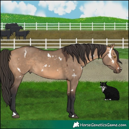 Horse Color:White Spotted Bay Dun