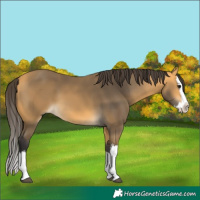 Horse Color:Buckskin Splash 