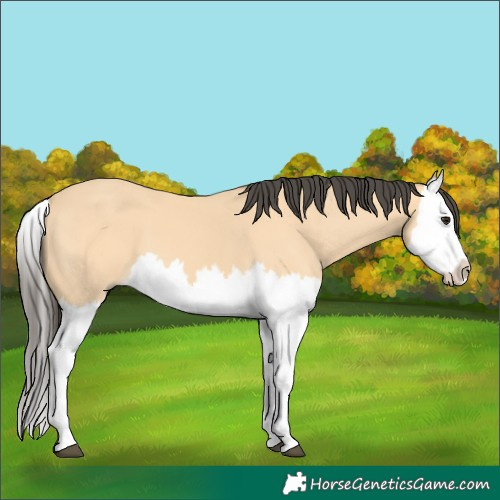 Horse Color:Buckskin Splash 