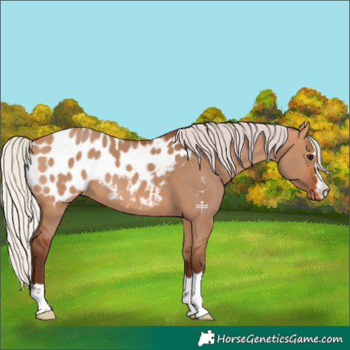 Horse Color:Silver Bay Dun Blanket
