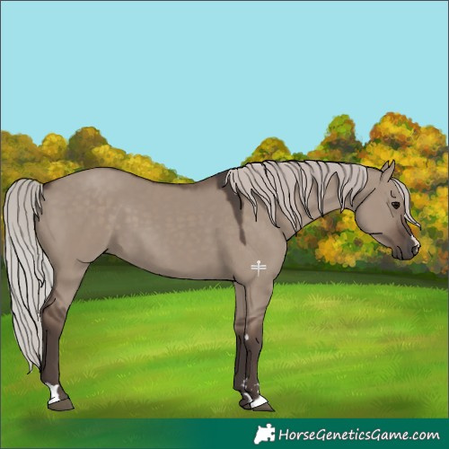 Horse Color:Silver Grullo 
