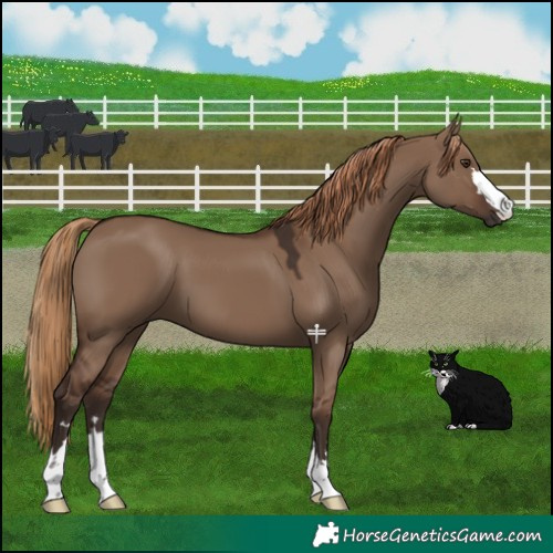 Horse Color:Liver Red Dun 