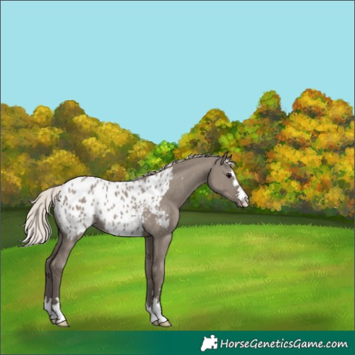 Horse Color:Silver Grullo Blanket Rabicano