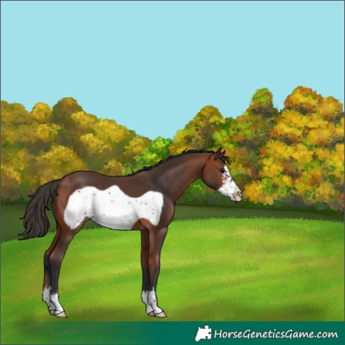 Horse Color:Bay Frame Varnish