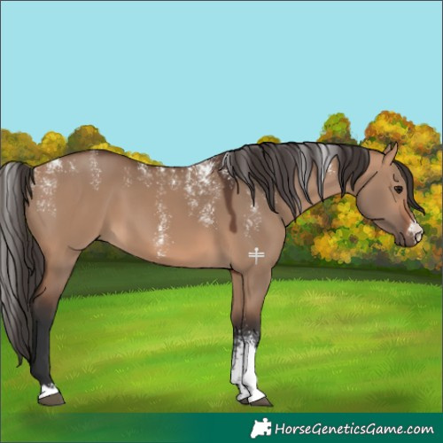 Horse Color:Powder White Bay Dun