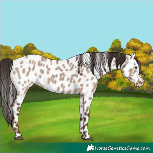 Horse Color:Liver Red Dun Appaloosa