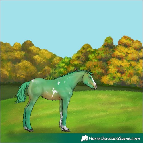 Horse Color:Unknown 