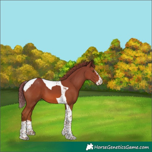 Horse Color:Unknown 