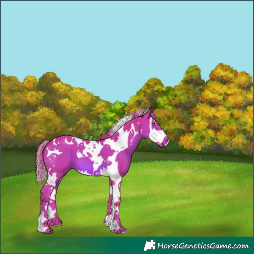 Horse Color:Unknown 