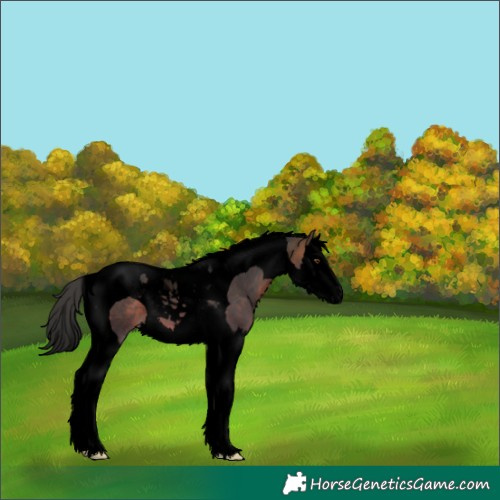Horse Color:Unknown 