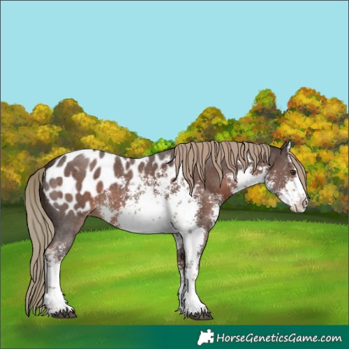 Horse Color:White Spotted Liver Chestnut Sabino Splash Appaloosa 