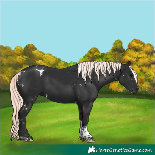 Horse Color:White Spotted Liver Chestnut Mushroom Tobiano 