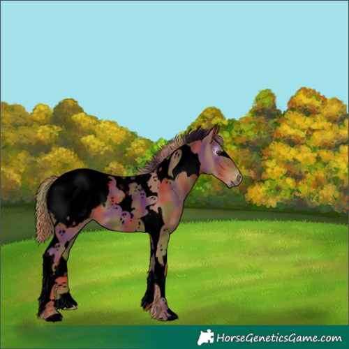 Horse Color:Unknown 