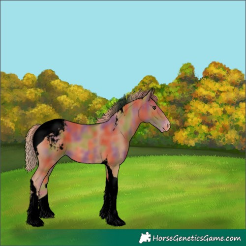 Horse Color:Unknown 
