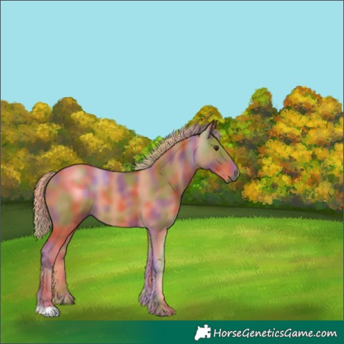 Horse Color:Unknown 