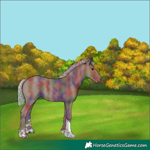 Horse Color:Unknown 