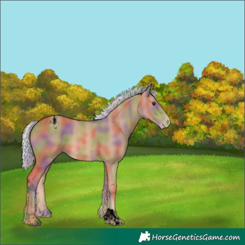 Horse Color:Unknown 