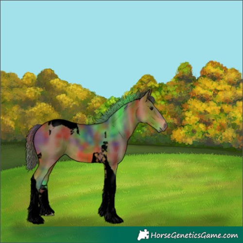 Horse Color:Unknown 