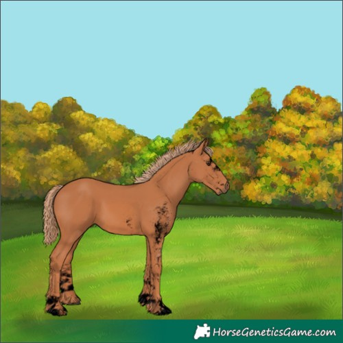 Horse Color:Unknown 