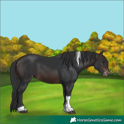 Horse Color:Brown Mushroom Tobiano Appaloosa 