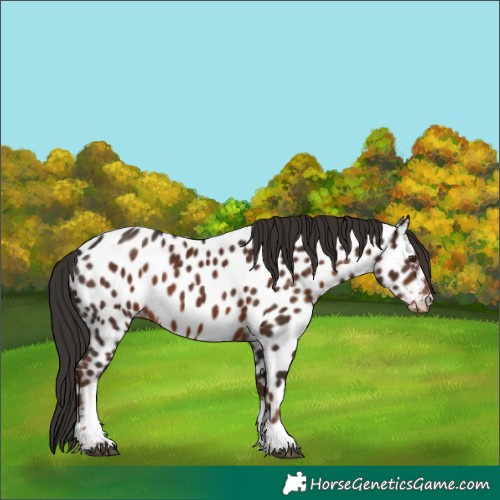 Horse Color:Liver Chestnut Tobiano Appaloosa 