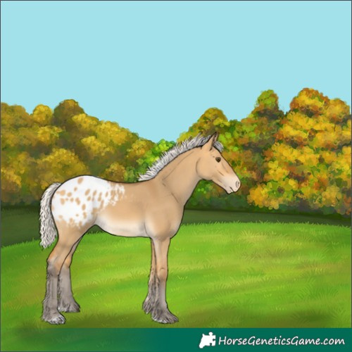 Horse Color:Unknown 