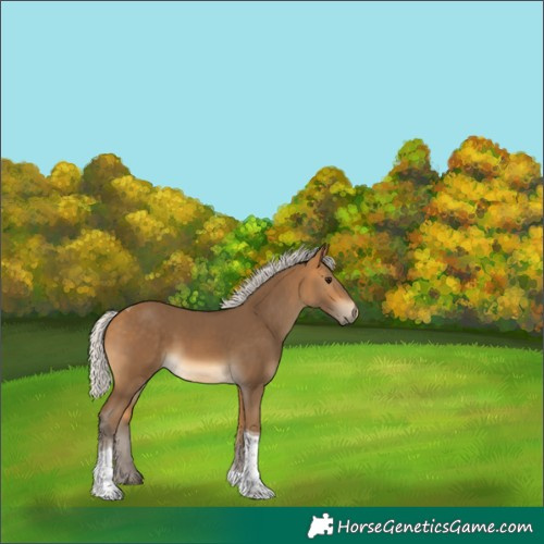 Horse Color:Unknown 