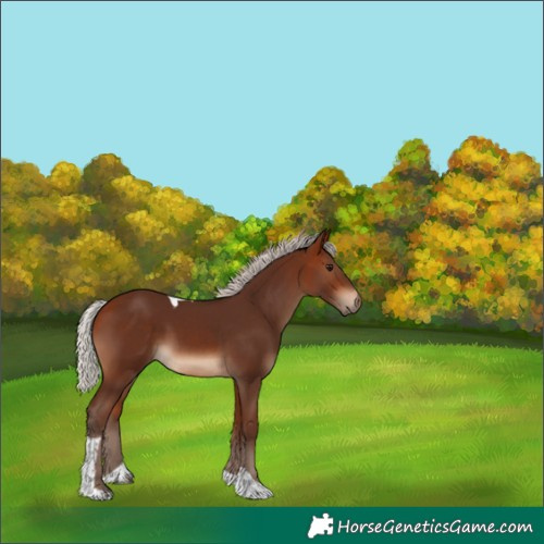 Horse Color:Unknown 
