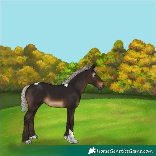 Horse Color:Unknown 