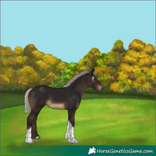 Horse Color:Unknown 