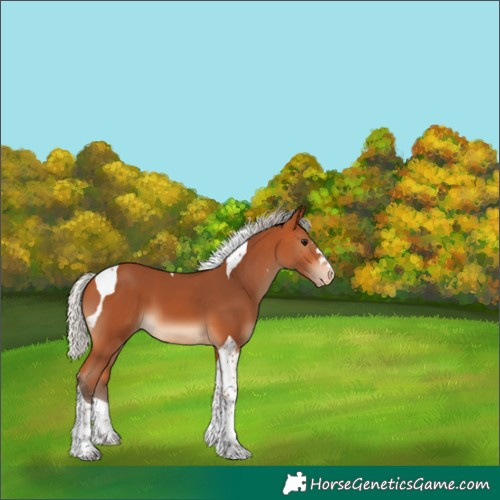 Horse Color:Unknown 