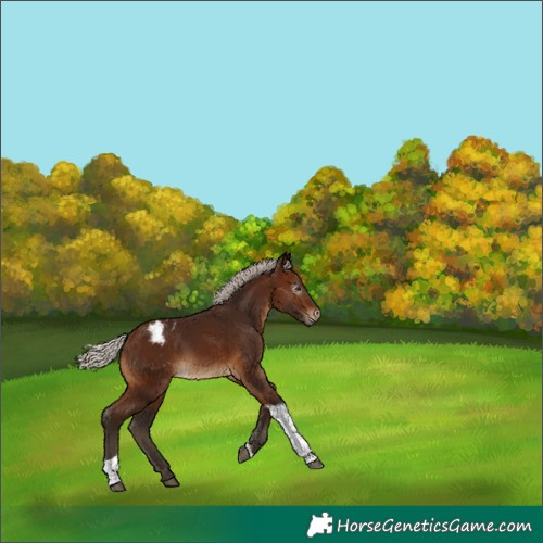 Horse Color:Unknown 