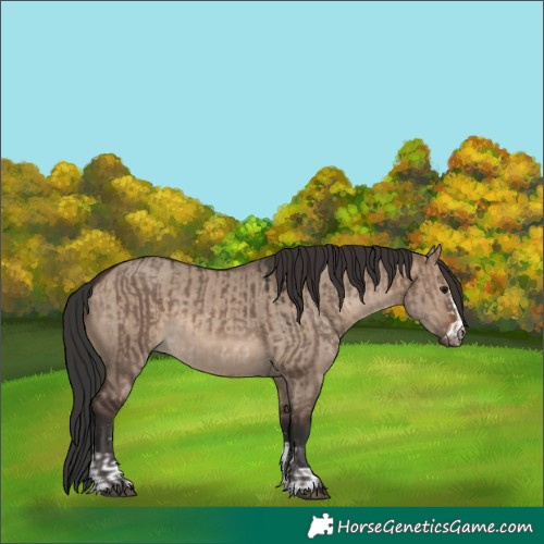 Horse Color:Brown Dun  and Brown Dun 